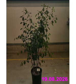 Amelanchier lamarckii C 30 L